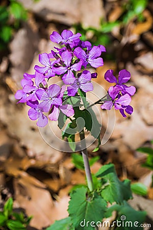 Wild Blue Phlox â€“ Phlox divaricate Stock Photo